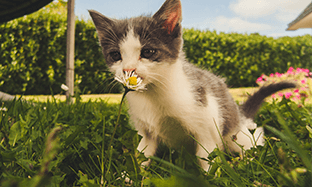 Las 7 señales de salud que indican que tu gato esta saludable.